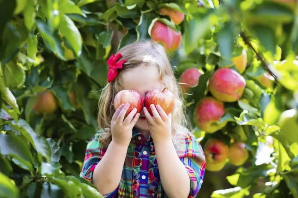 little girl covering eyes with apples