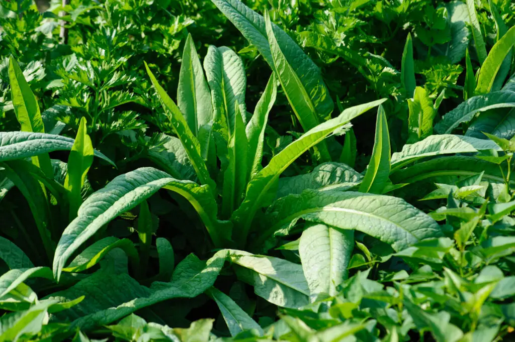 Gardeners Guide to Celery Companion Plants