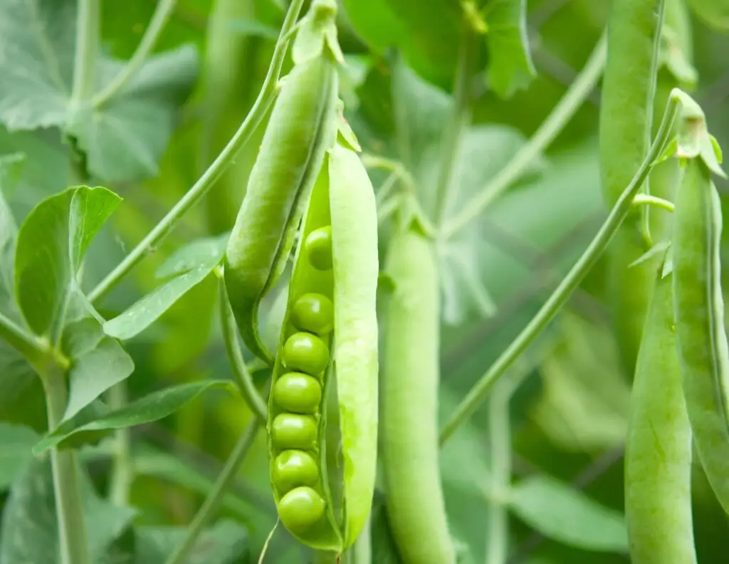 Green Peas