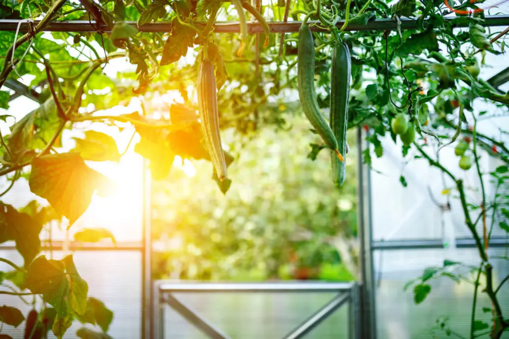 Greenhouse with Cucumbers