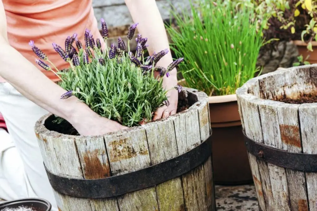 Grow Herbs in Container