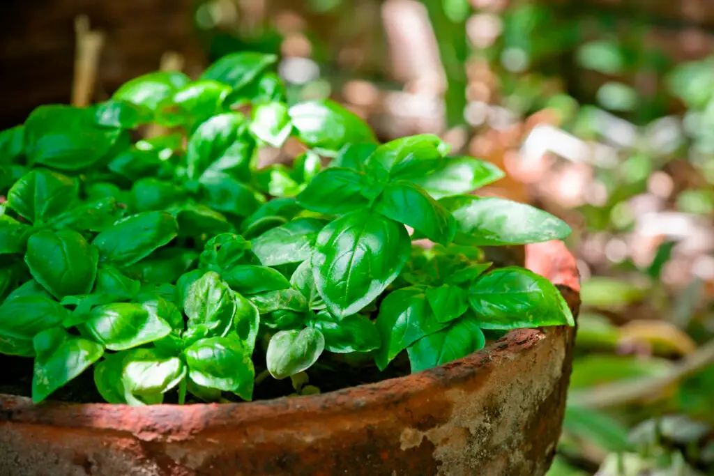 Growing Basil