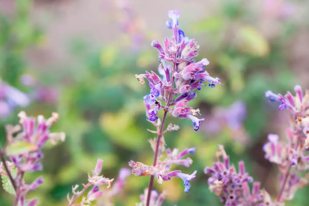 Growing Catnip Planting and Care Tips