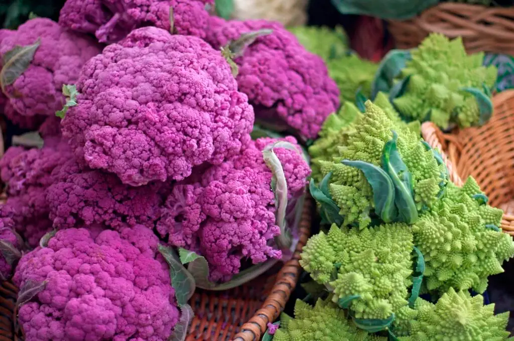 Growing Cauliflower