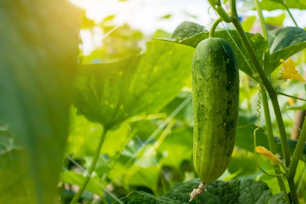 Growing Cucumbers In Pots Containers