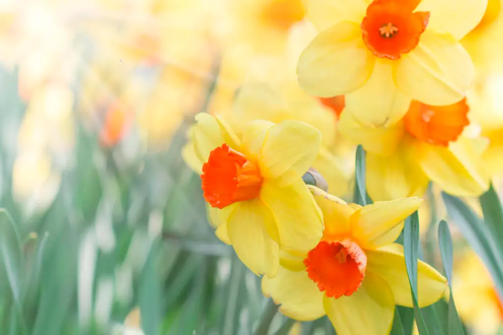 Growing Daffodils