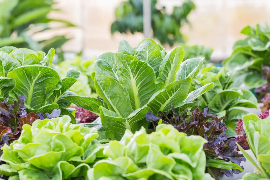 Growing Lettuce