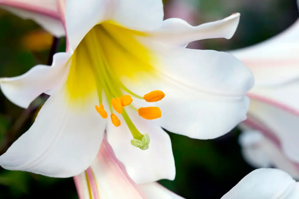 Growing Lilies