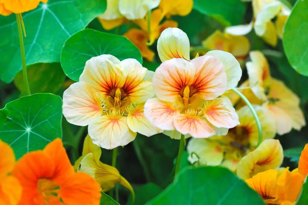 Growing Nasturtiums