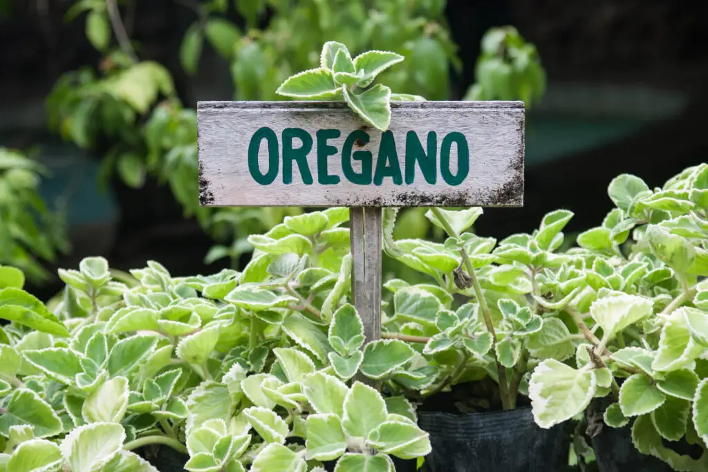 Growing Oregano Plants