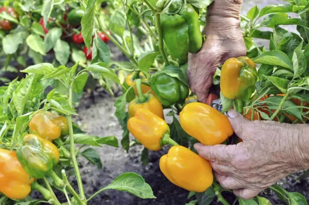 Growing Organic Peppers