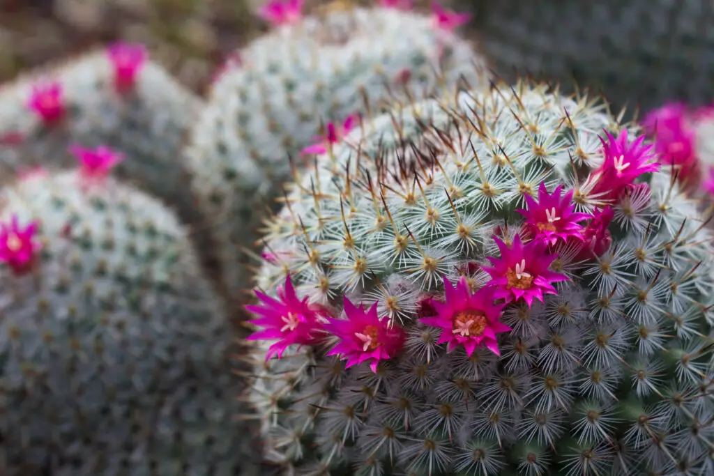 Growing Pincushion Cactus