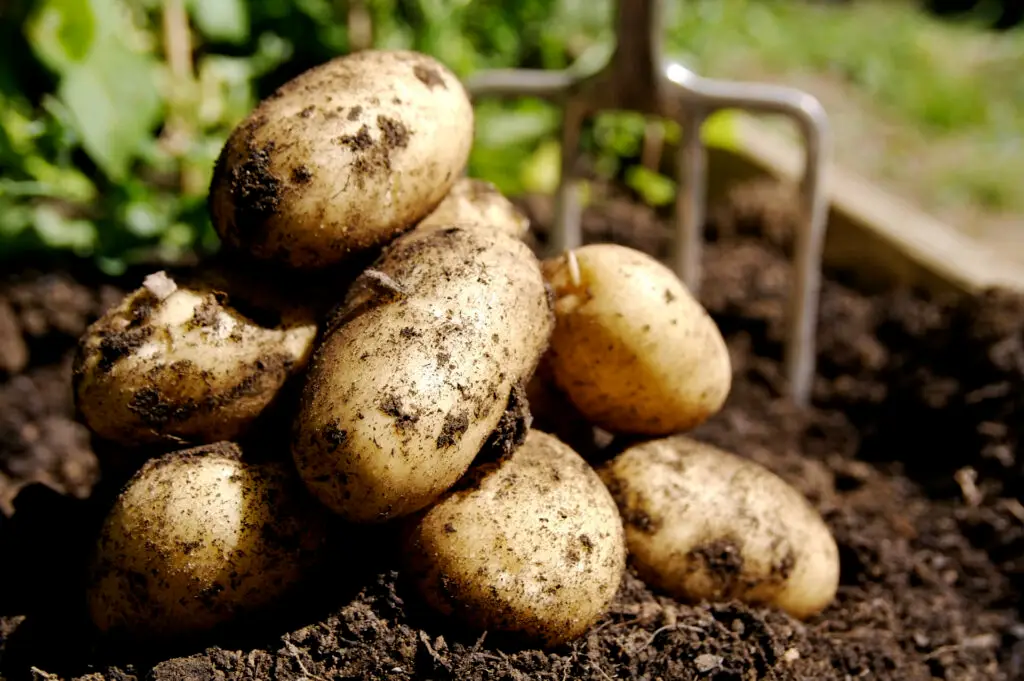 Growing Potatoes In Containers