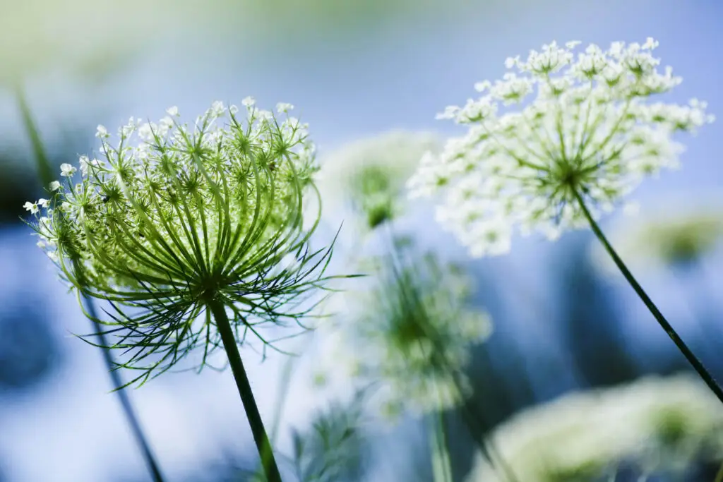 Growing Queen Annes Lace