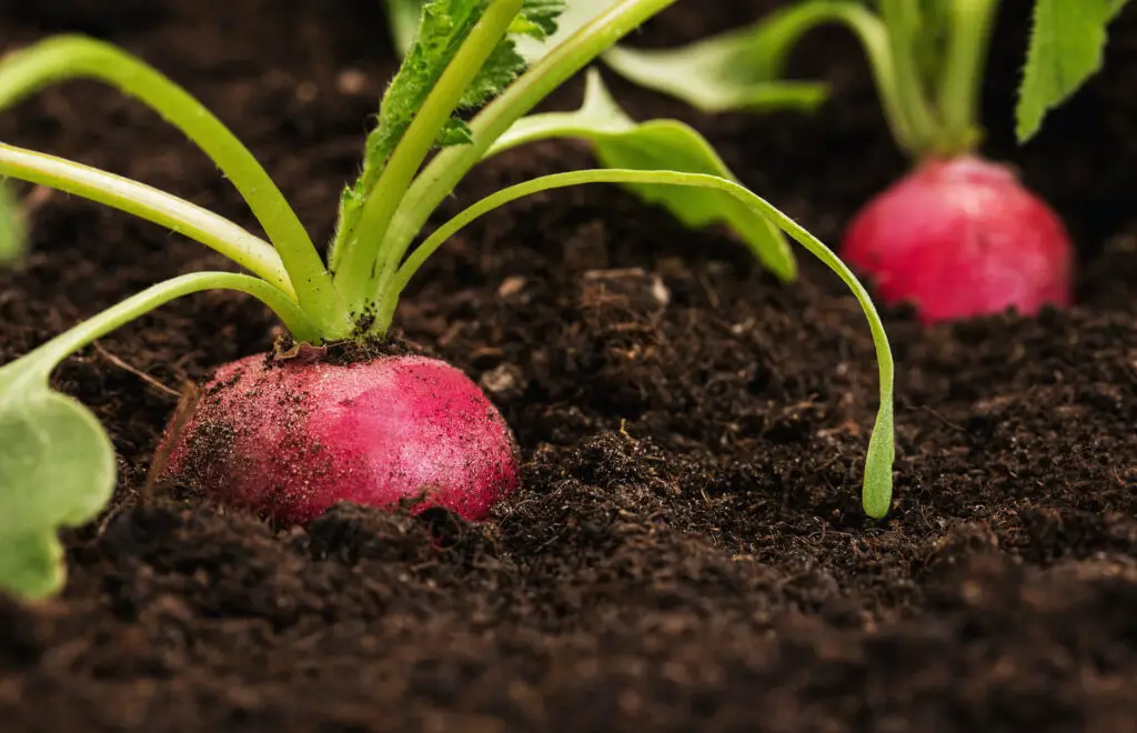 Growing Radishes and How Long it Takes