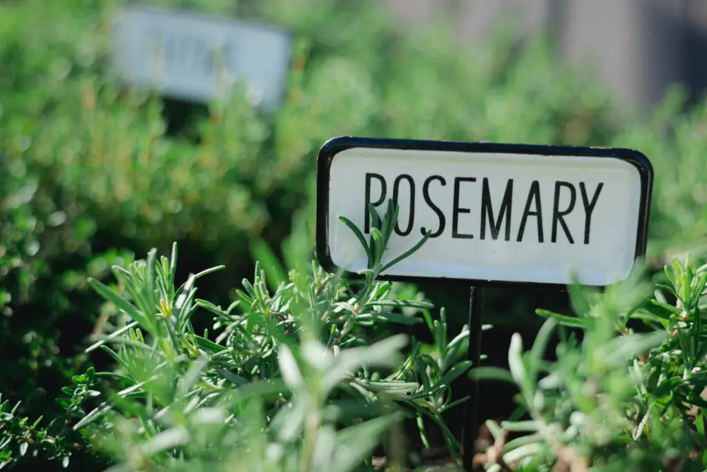 Growing Rosemary Indoors Outdoors