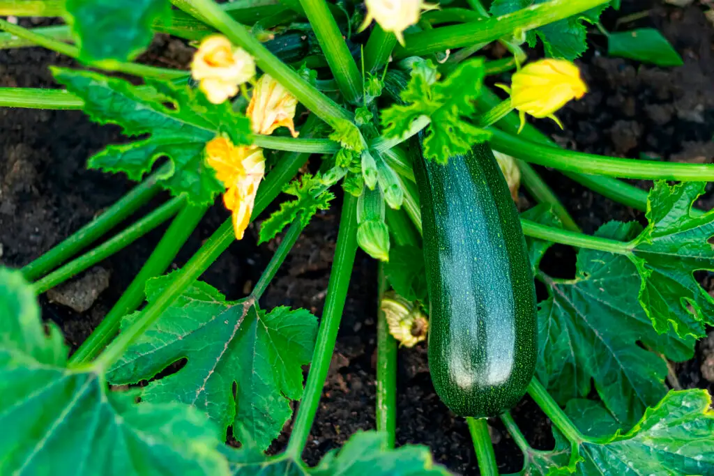 Growing Squash in Containers Pots
