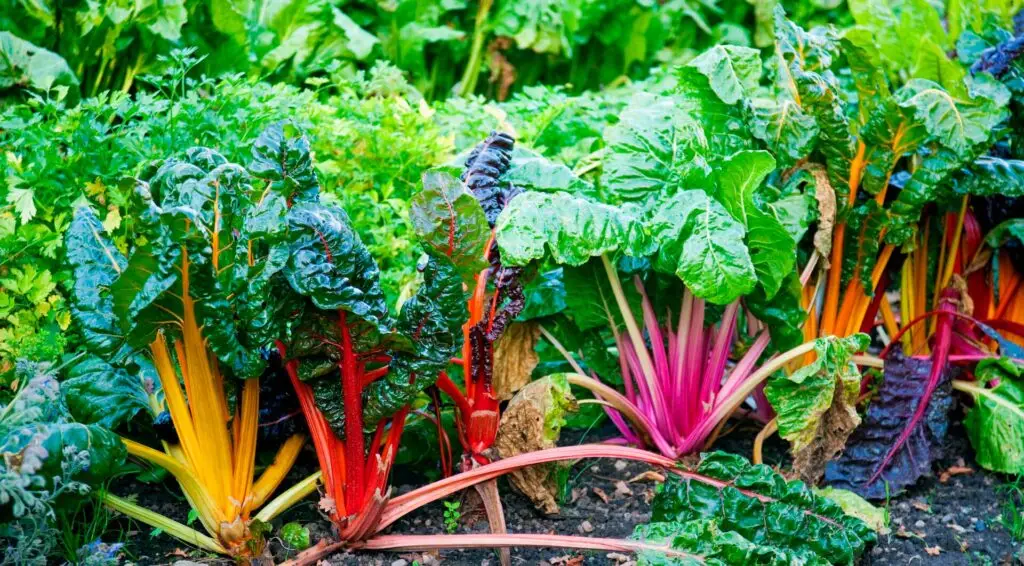 Growing Swiss Chard