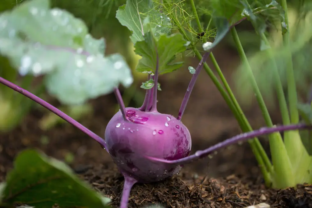 Growing Tips for Kohlrabi