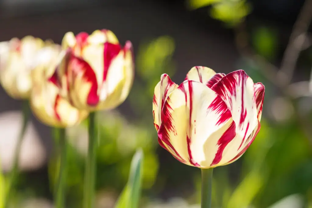 Growing Tulips