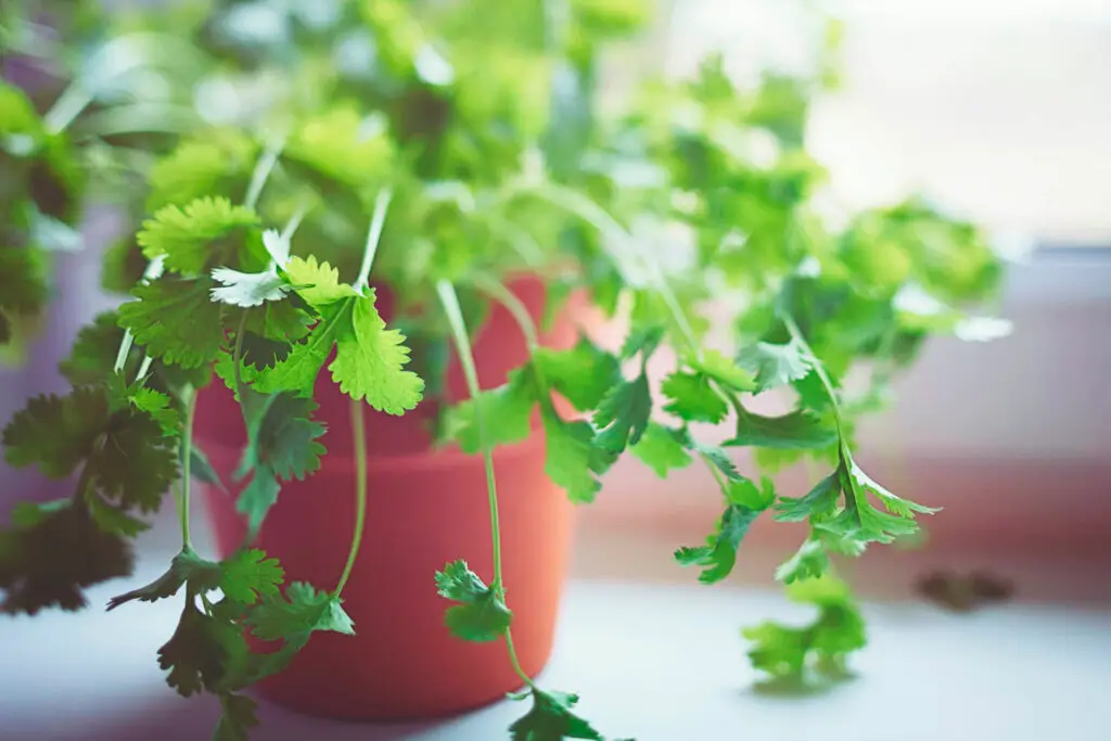 Growing tips for Cilantro