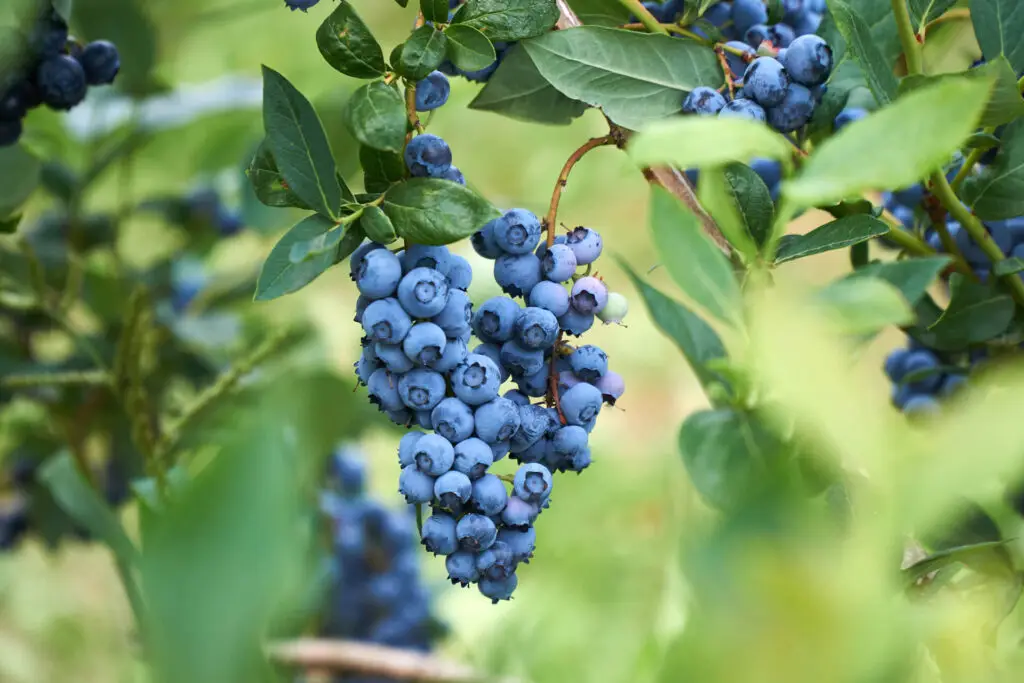 Hanging Blueberries