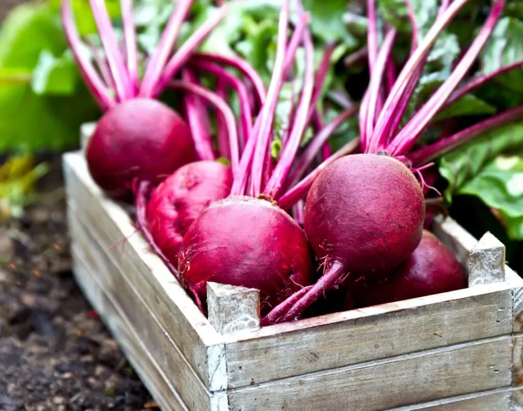Harvested beets