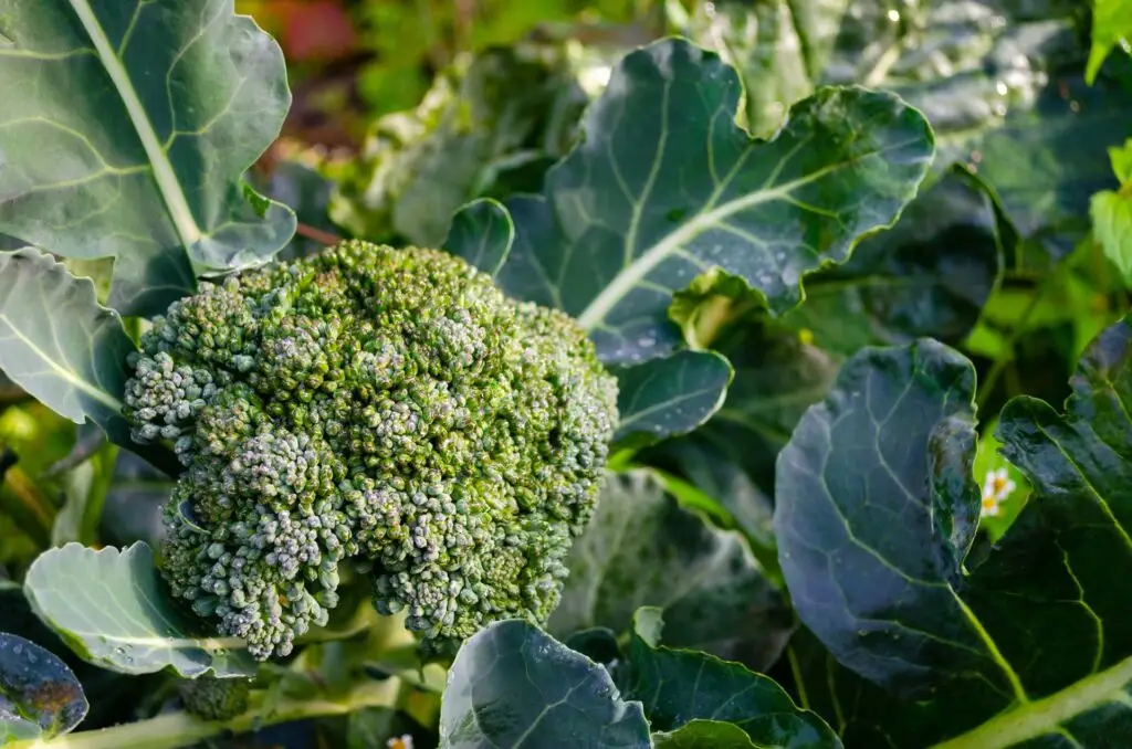 Harvesting Broccoli Cauliflower