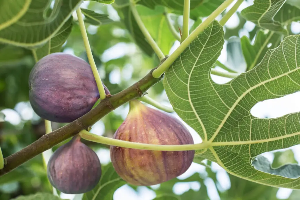 Harvesting Fig Trees