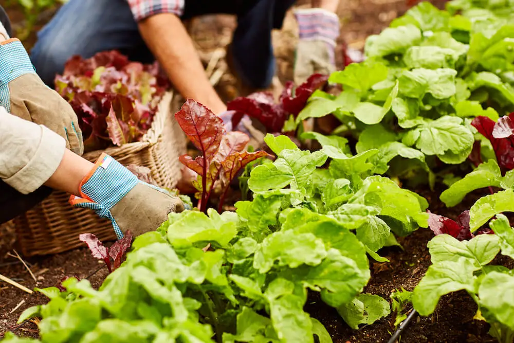 Harvesting Greens