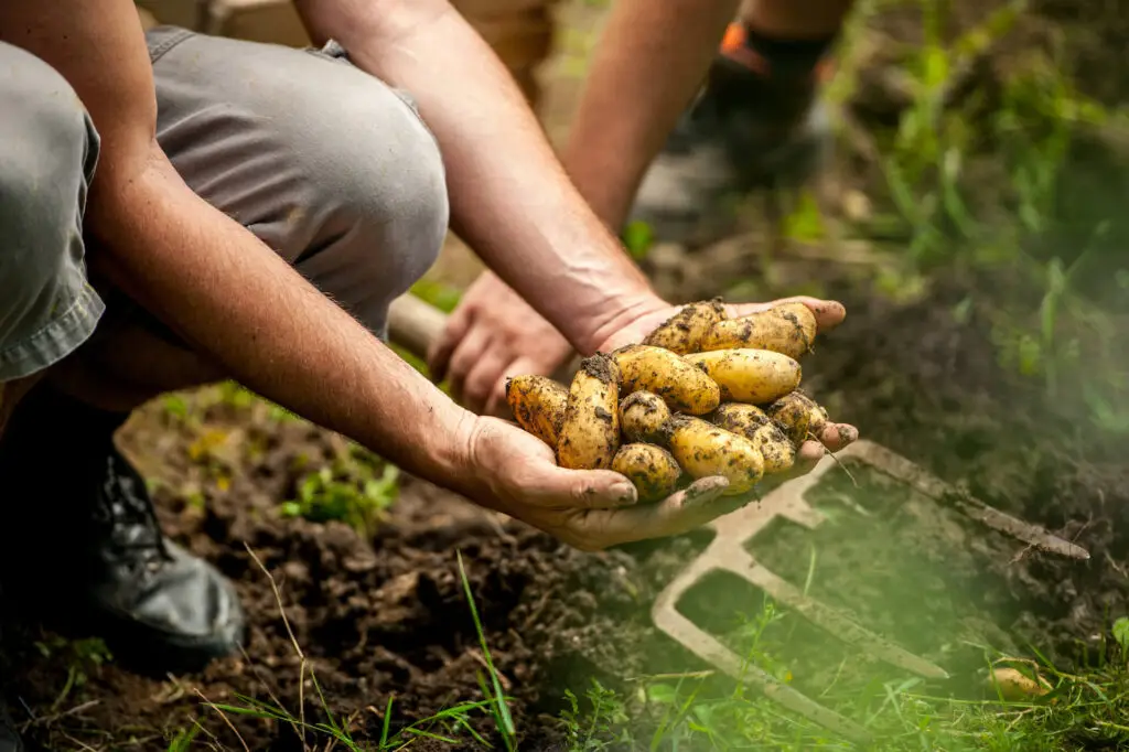 Harvesting potatoes