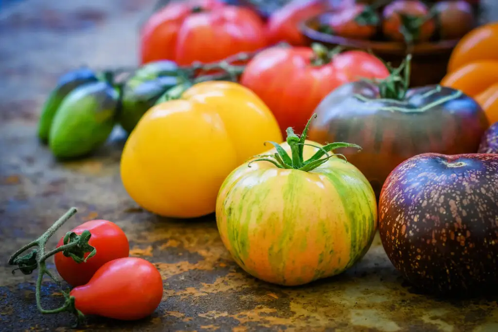 Heir Loom Tomatoes