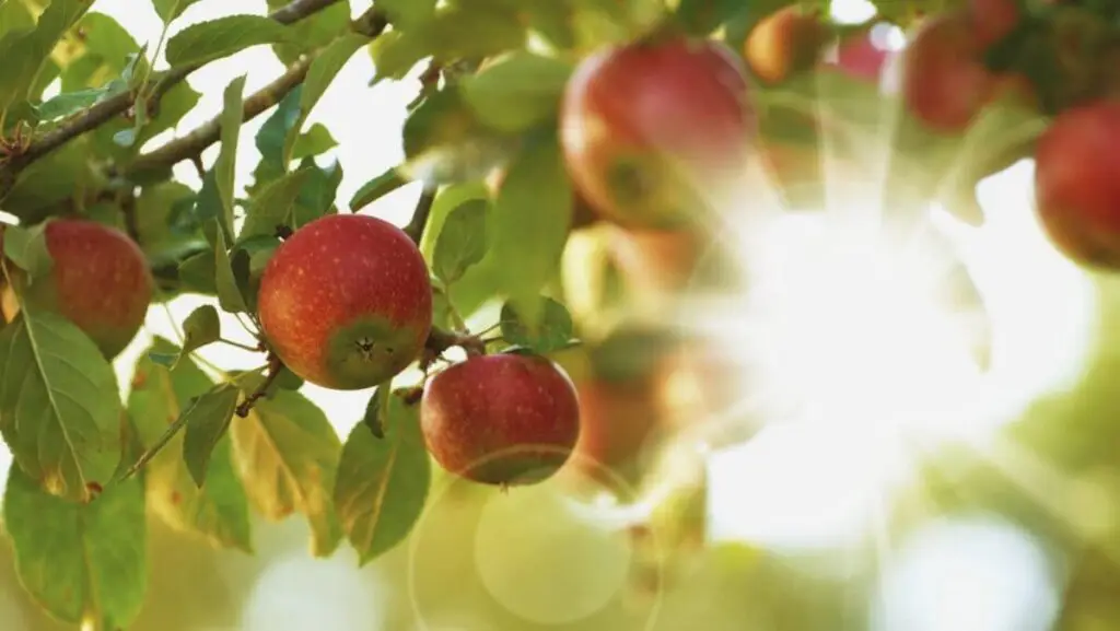 close up of apple tree