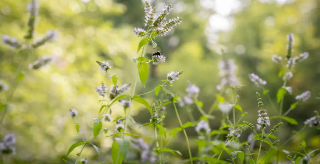 pollinators