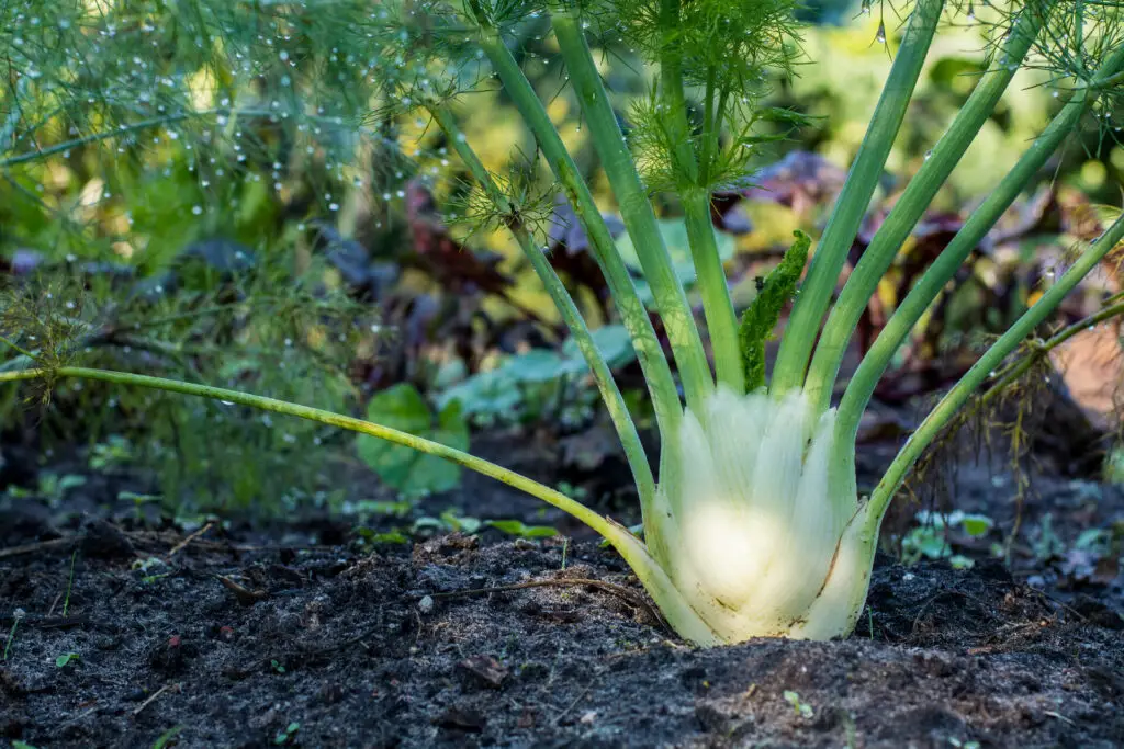 How To Grow Fennel