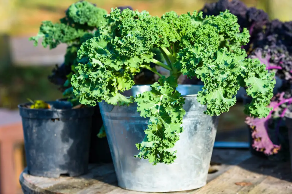 How To Grow Kale in Pots