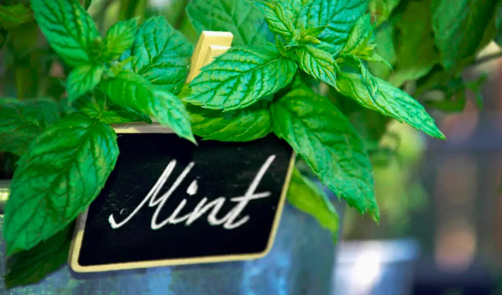 How To Grow Mint Indoors Outdoors