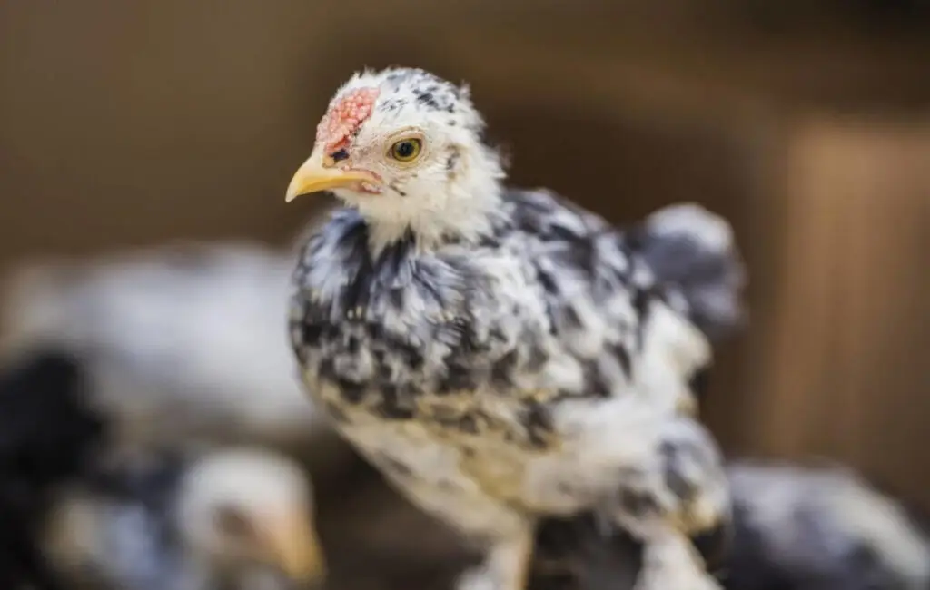 How To choose Chickens
