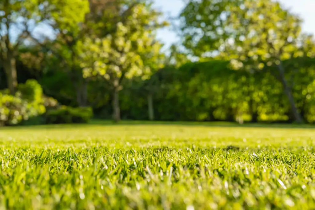 How When To Fertilize Your Lawn