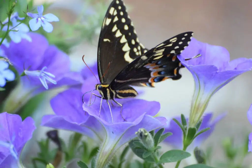 How and When to Plant Petunias