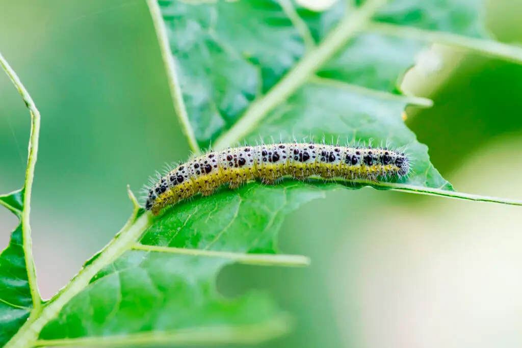 How to Get Rid of Cabbage Worms