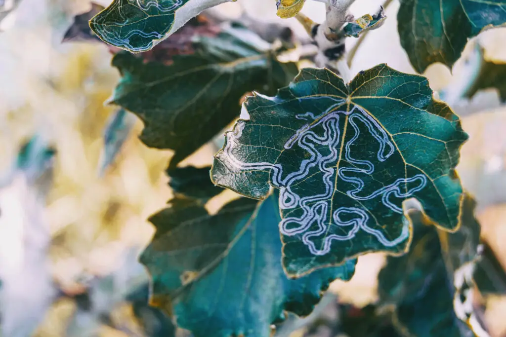 How to Get Rid of Leaf Miners
