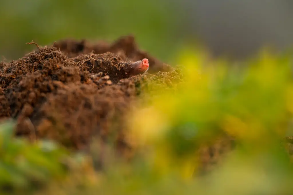 How to Get Rid of Moles in the Garden