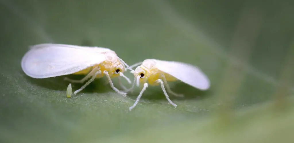 How to Get Rid of Whiteflies