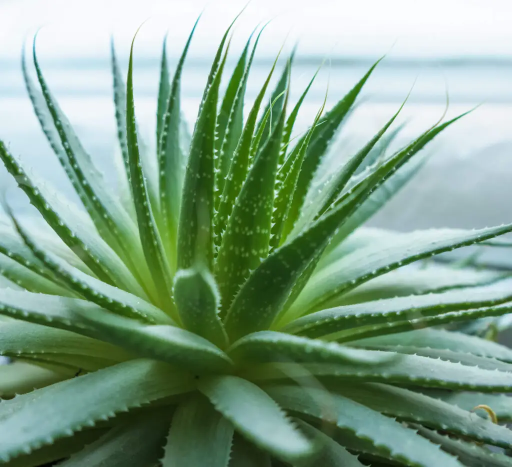 How to Grow Aloe Vera