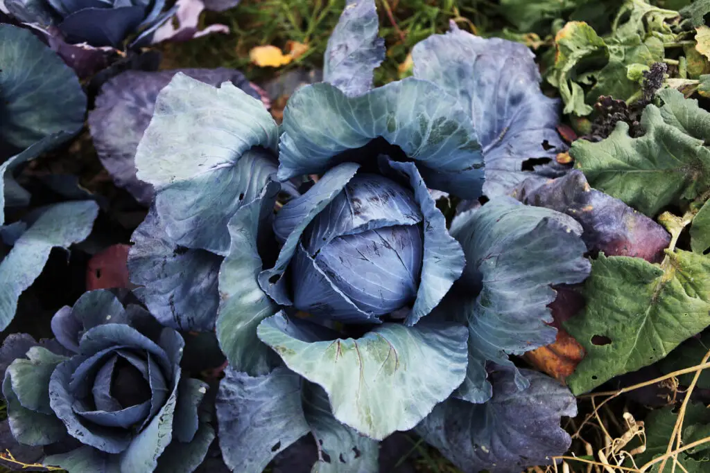 How to Grow Cabbage
