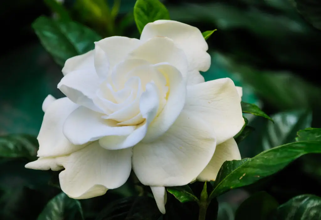 How to Grow Care for Your Gardenias
