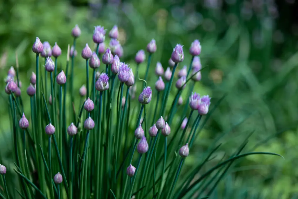 How to Grow Chives Tips
