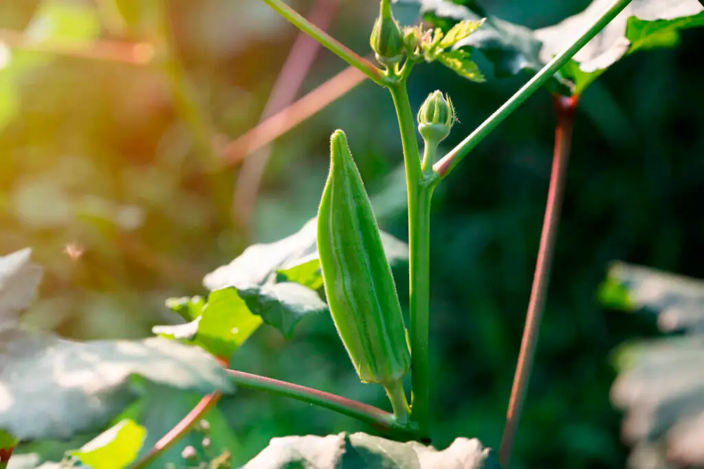 How to Grow Okra How Long Does it Take