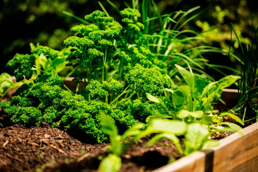 How to Grow Parsley